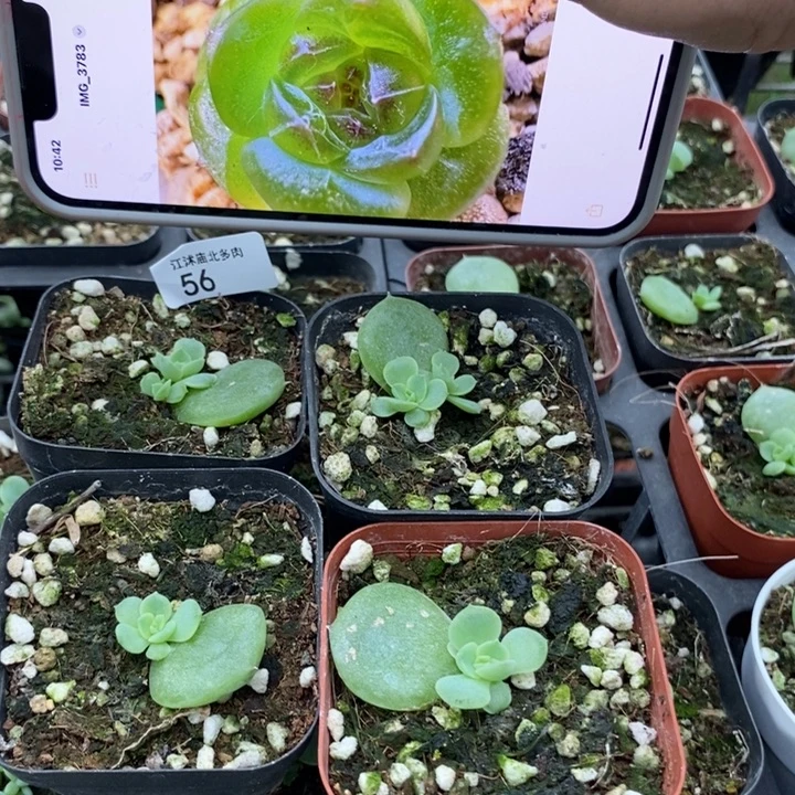 标56绿菩提一个量拍