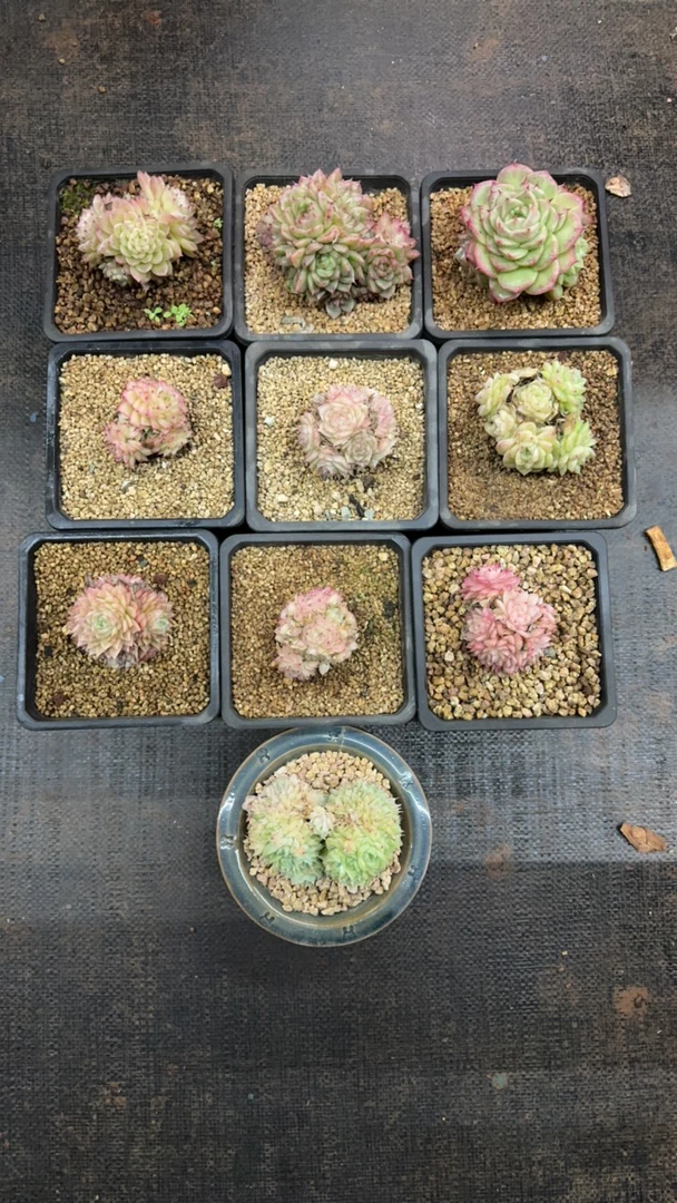 新品女麦多肉群和缀化