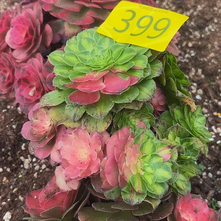 多肉植物福利399个