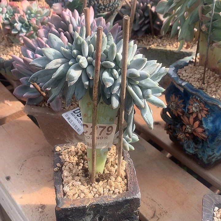 胖哥特缀化 279 亏本处理7-8天发 玻璃心勿扰