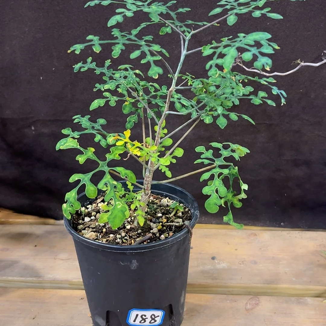 汤圆植物绿宝石西番莲