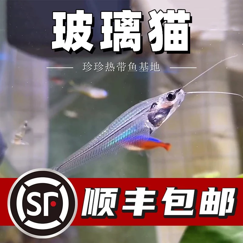 玻璃猫小型热带观赏鱼活体透明可混养喜群居幽灵鱼