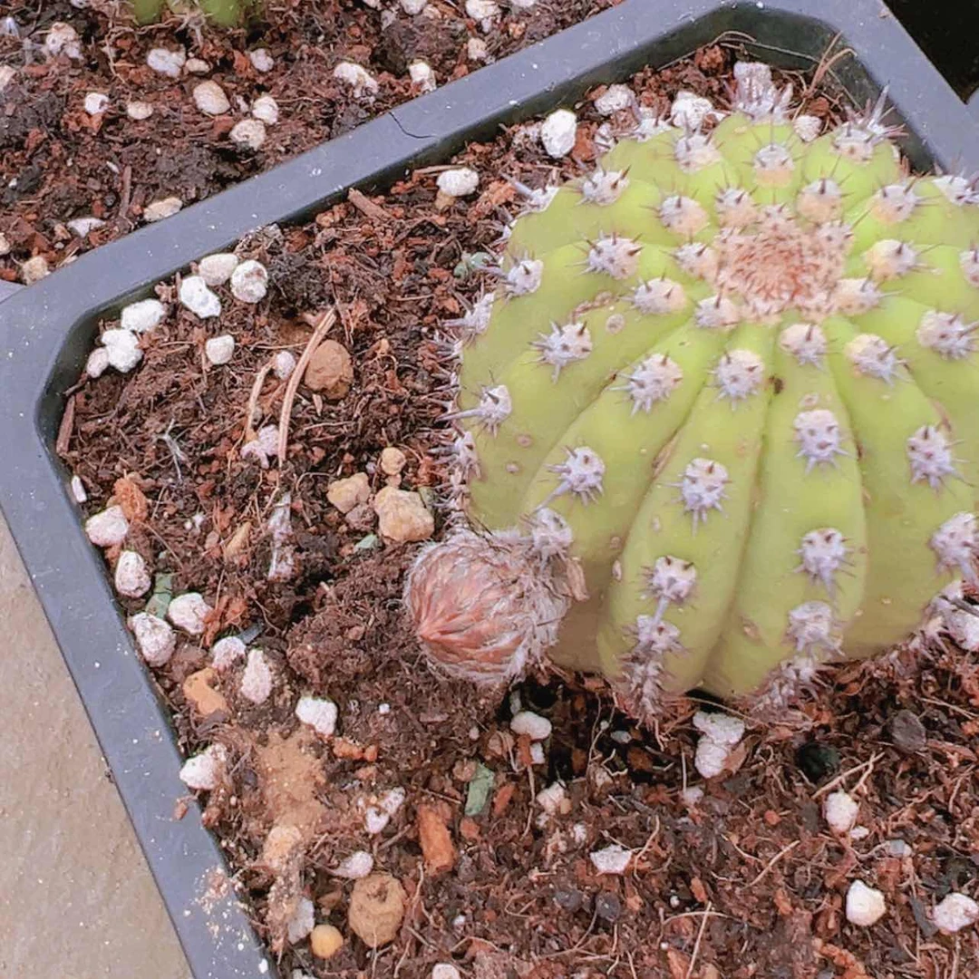 【闪购商品】卡鲁奇诺金妞偏远不拍