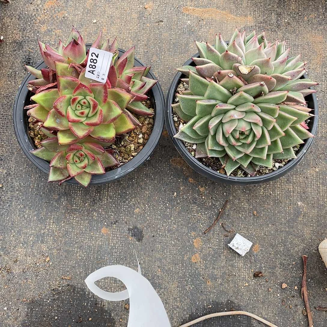 若如东云组拍A882