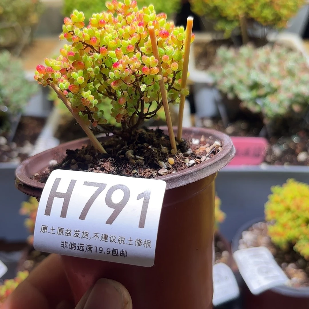 枝干番杏密橘糖球H791