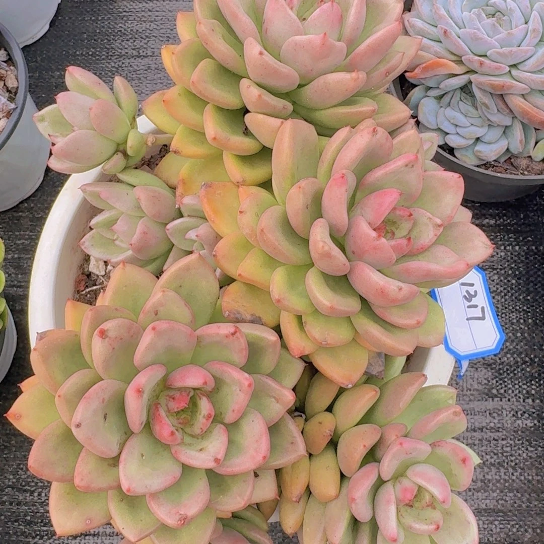 1317奶油鳄梨凡艺多肉