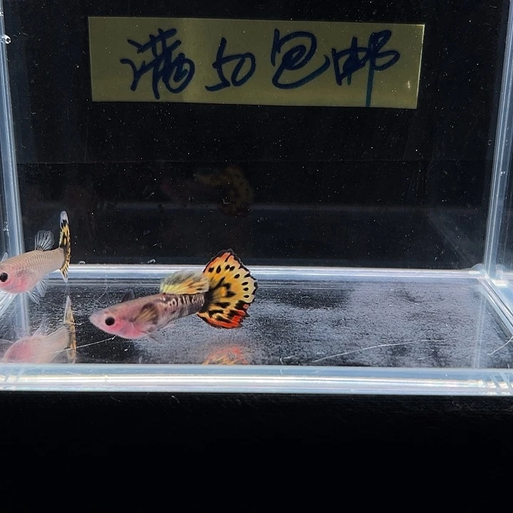 孔雀鱼红老虎玻璃猫