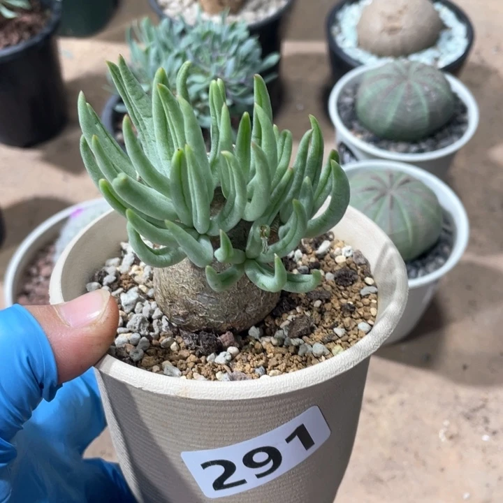 291产地奇峰锦白象