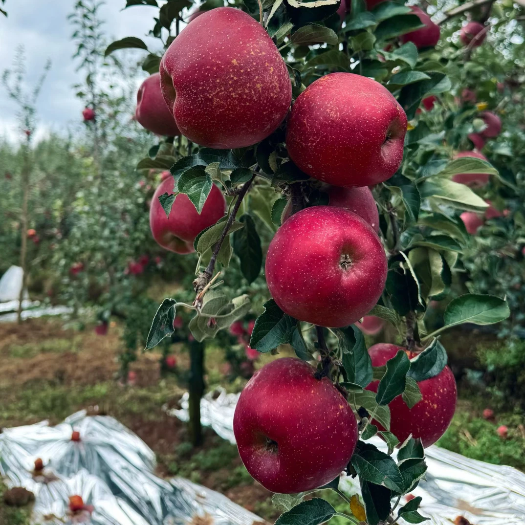 云南昭通新鲜丑苹果现摘现发冰糖心脆甜多汁水果