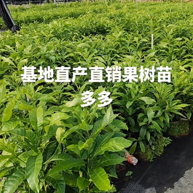 二弟果苗绿植盆栽 一物一拍 2