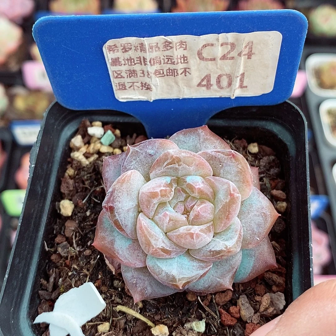 福利5-6cm多肉植物