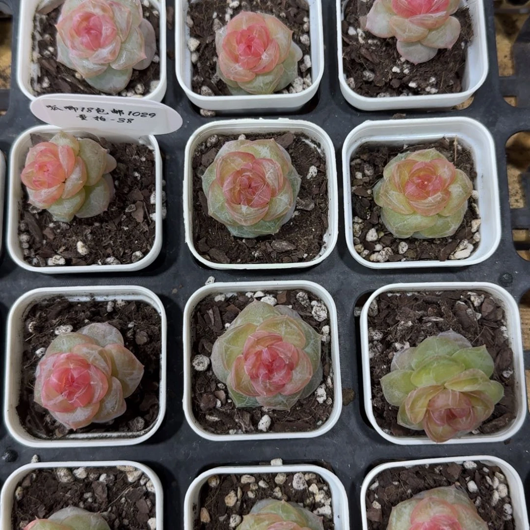 1029-38-蟠桃单头量拍