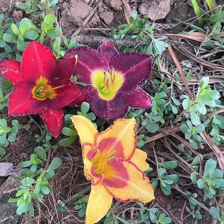 当前无花栽培后可以开花