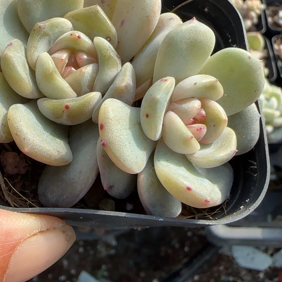 小卡拉米糖心一物一拍