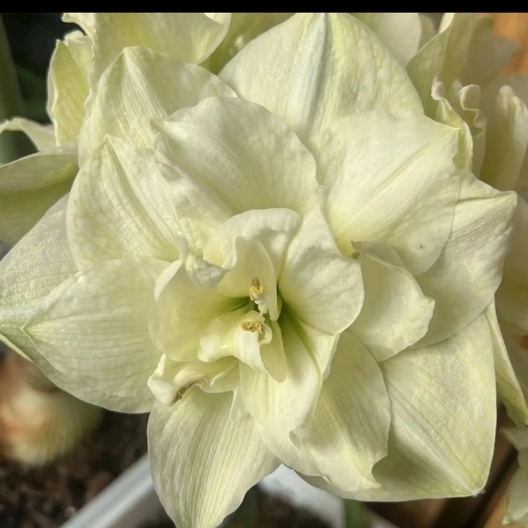 （小花匠花坊）白色交响曲～重瓣，荷兰进口朱顶红