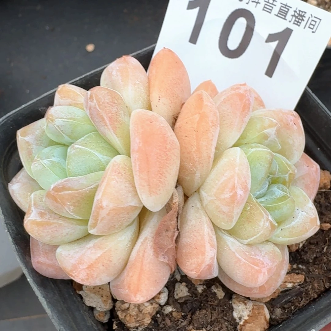 福利冰玉 多肉植物