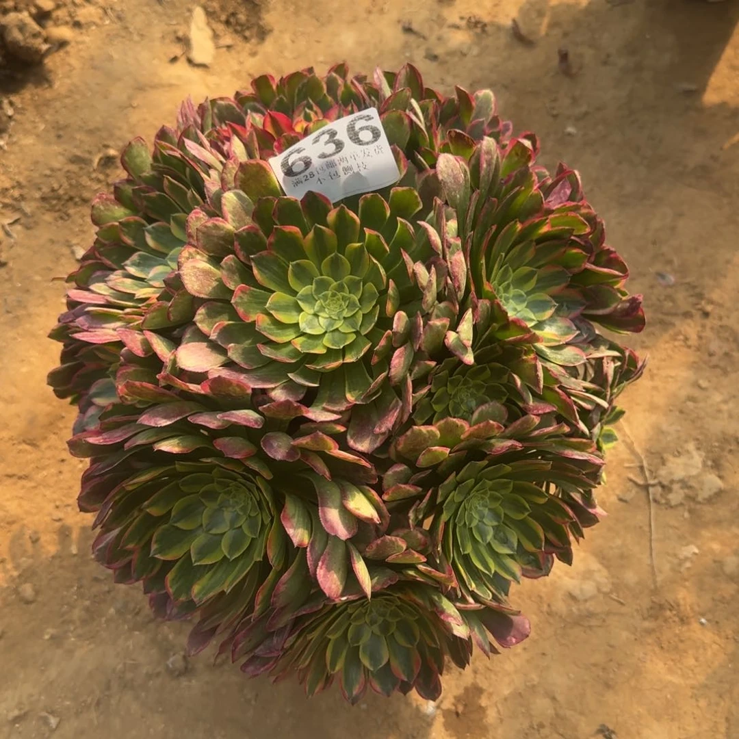 君*636号朝霞法师福利不包损