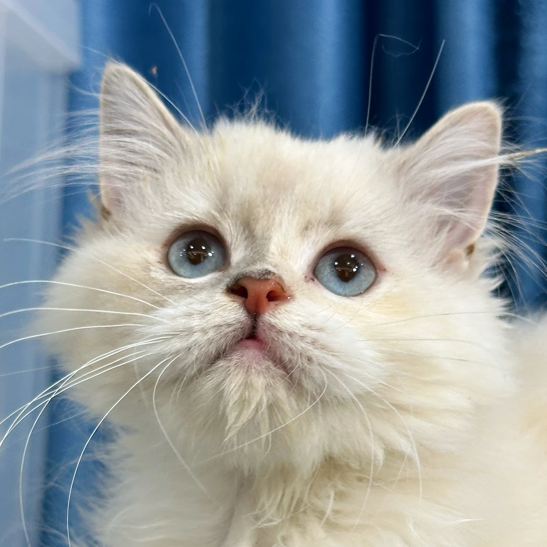 来了姊妹-玳瑁重点英长猫-妹妹-37