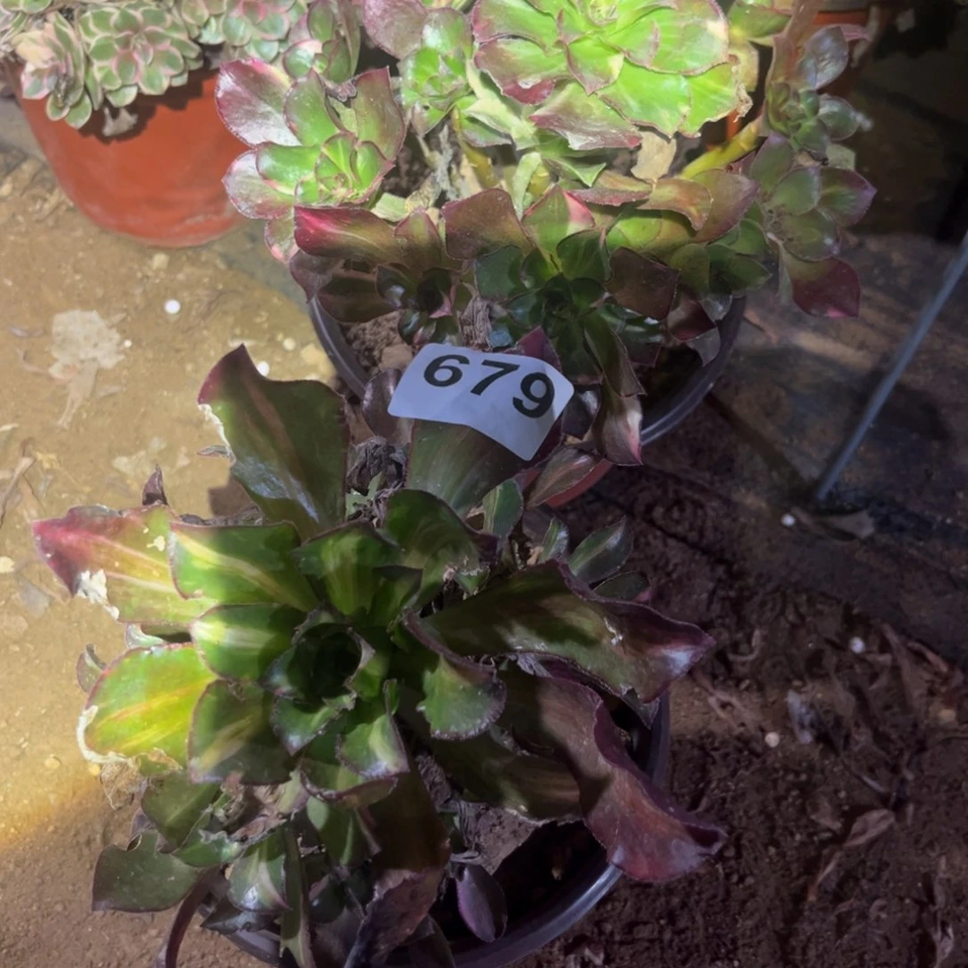 自***信冰七彩中班彩679号