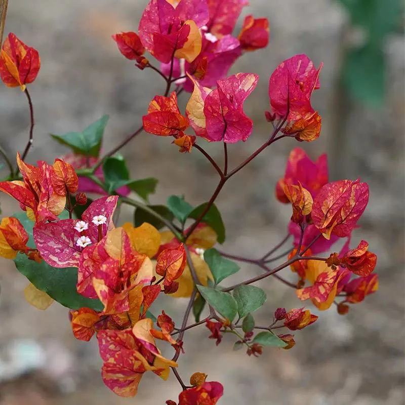 盆苗(啊达娜)加仑盆发货不带花原盆原土发货 四季开花