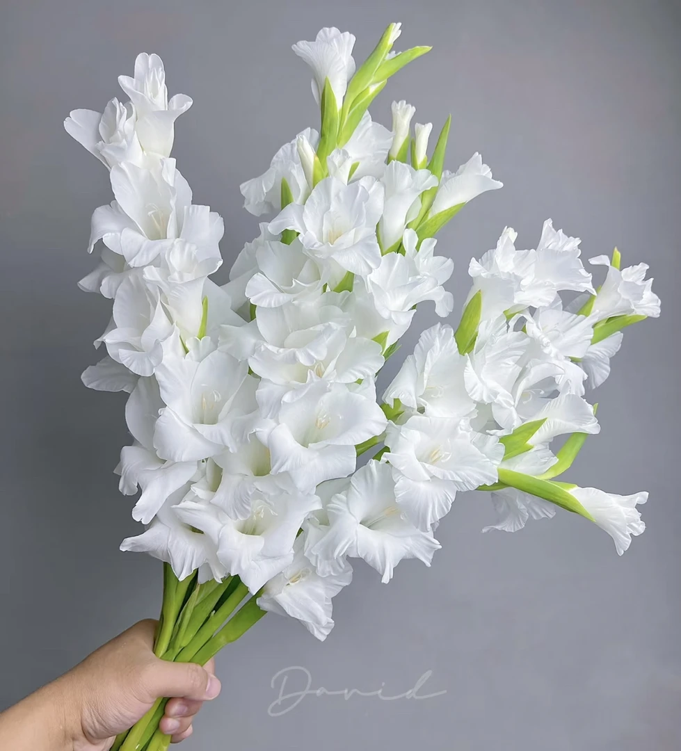 （曼曼）白色剑兰1扎含2支不售后防损鲜花任意2单包邮