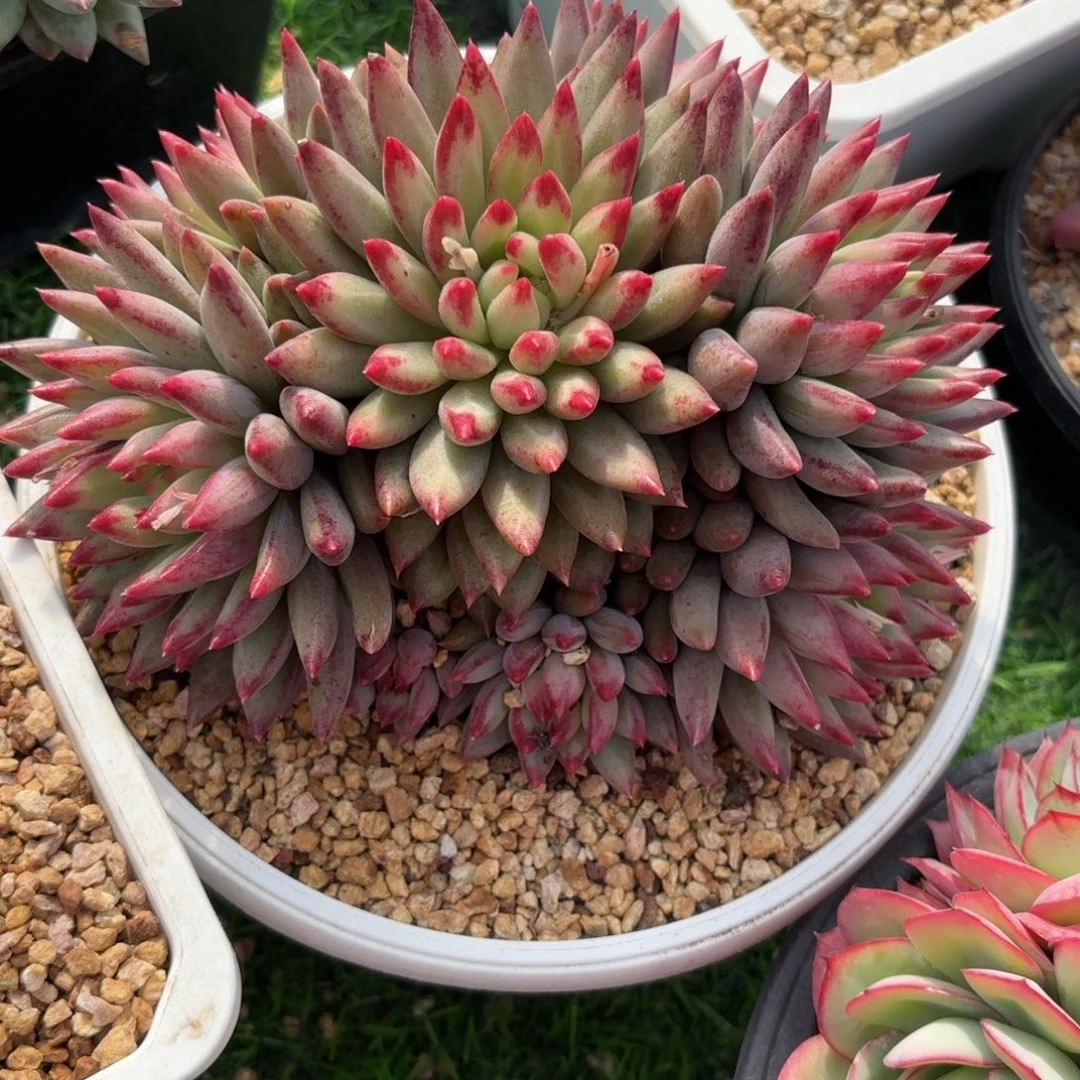 二代虞美人888880888多肉