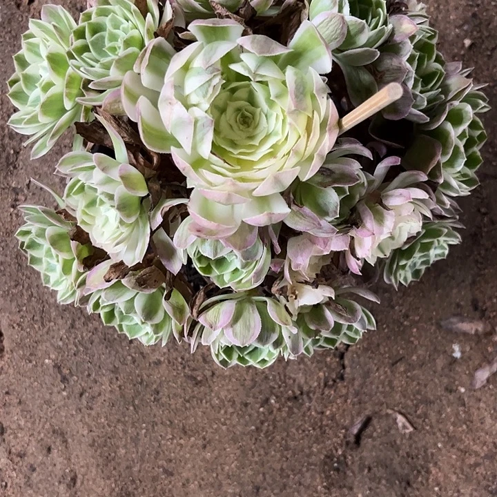 哈***…多肉植物海王锦……