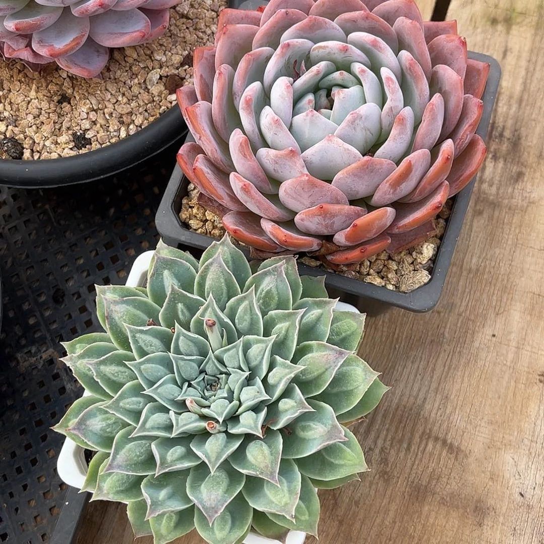 巧****姐彩瘤橙梦露单头