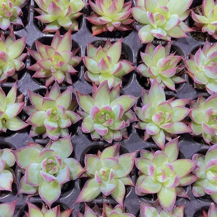 精品柳叶惊鸿多肉植物