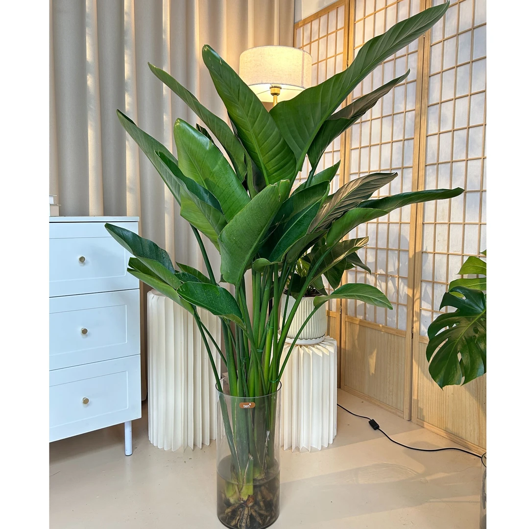 五株天堂鸟1-1.2米水培好养室内客厅净化空气夏季大气办公室绿植