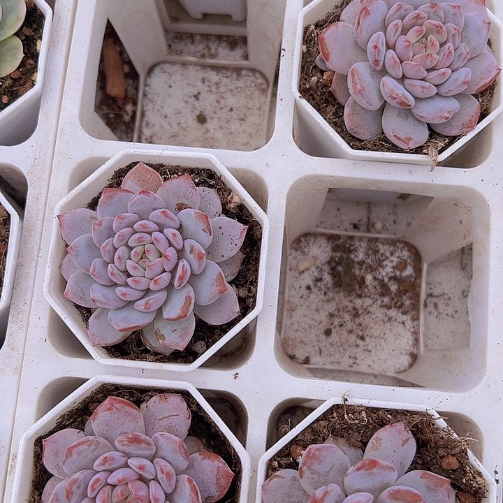 玉芙龙19包邮多肉植物