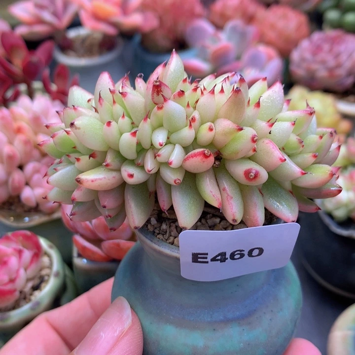 一物一拍含盆土满38包邮E460