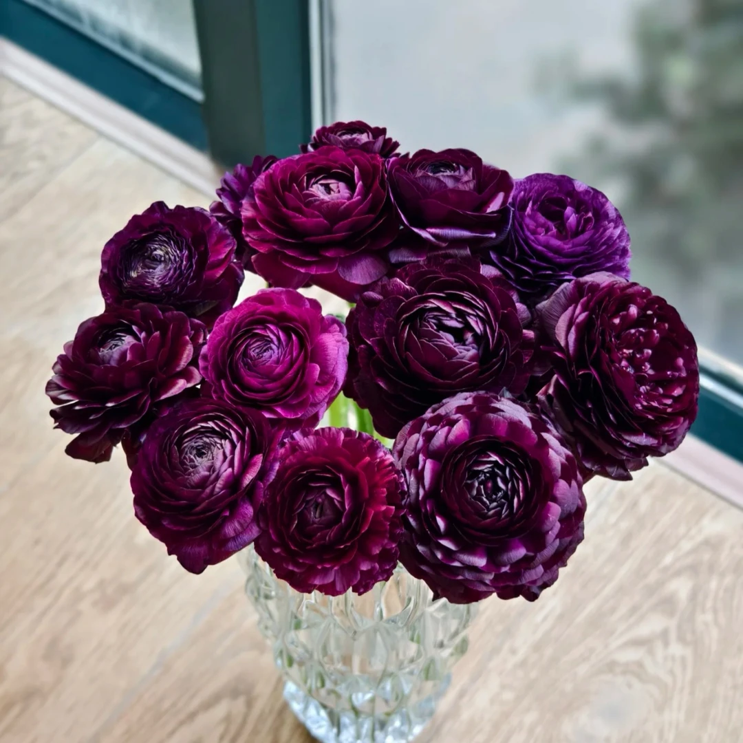 【黑天鹅】洋牡丹1扎全店两单升级顺丰冷链或德邦空运