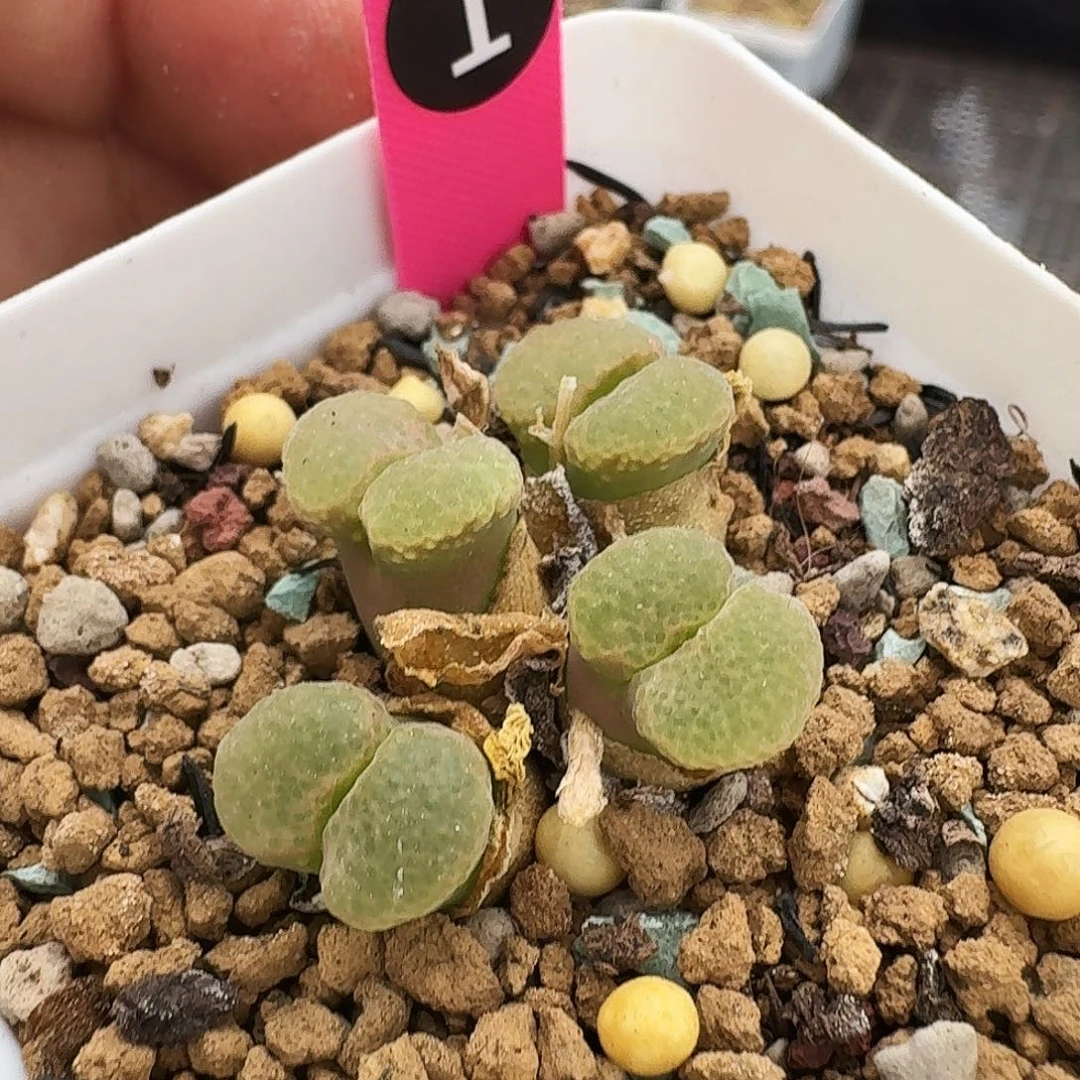 无花朵多肉植物1