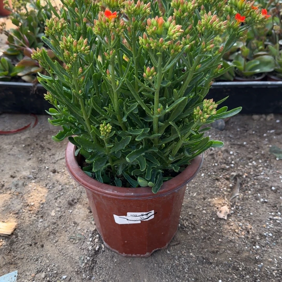 完全开放111111111111