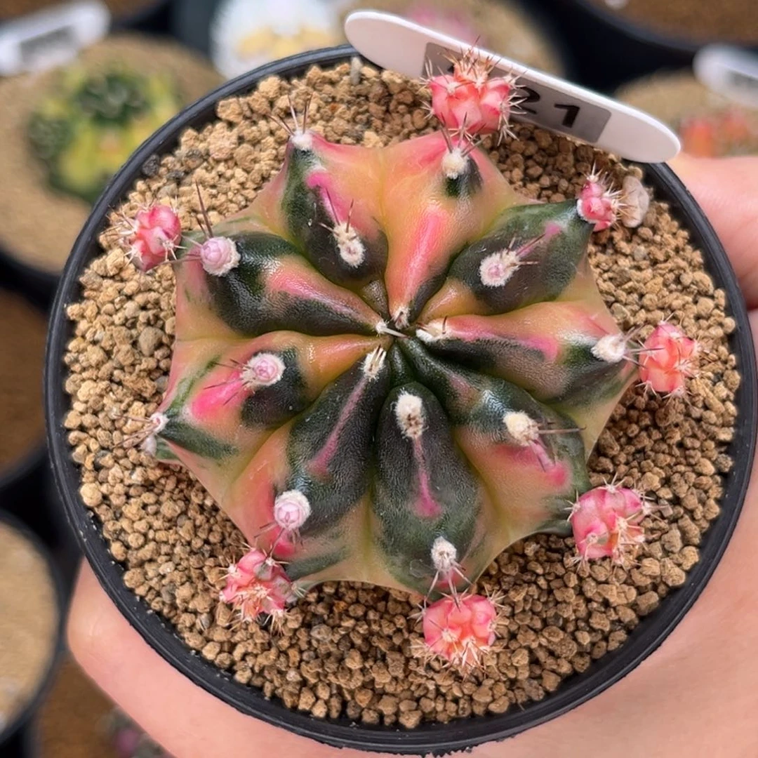 水蜜桃 米哈仙人球