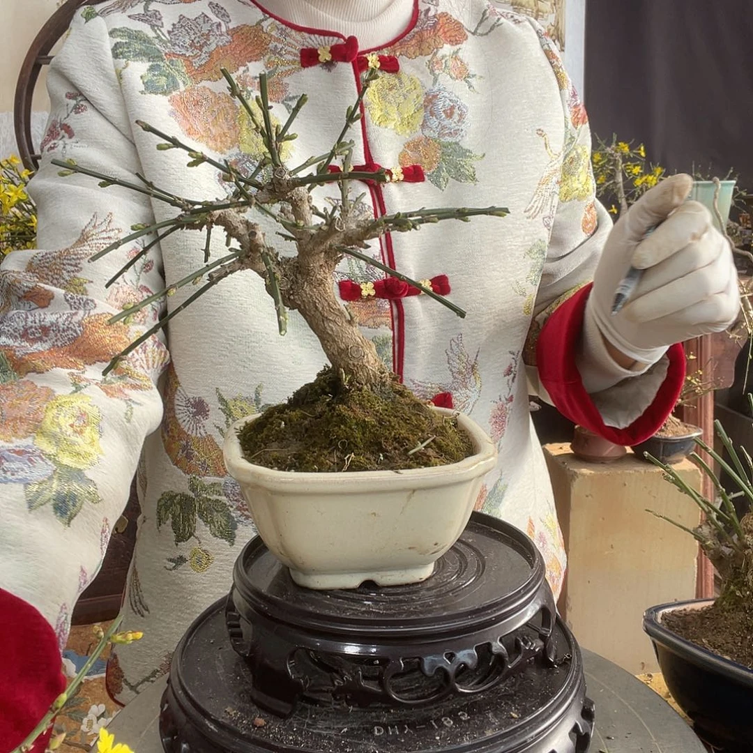 无花朵迎春花开了