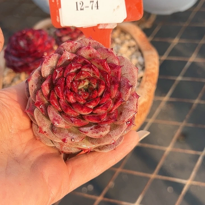 12.74天鹅绒一个脱土