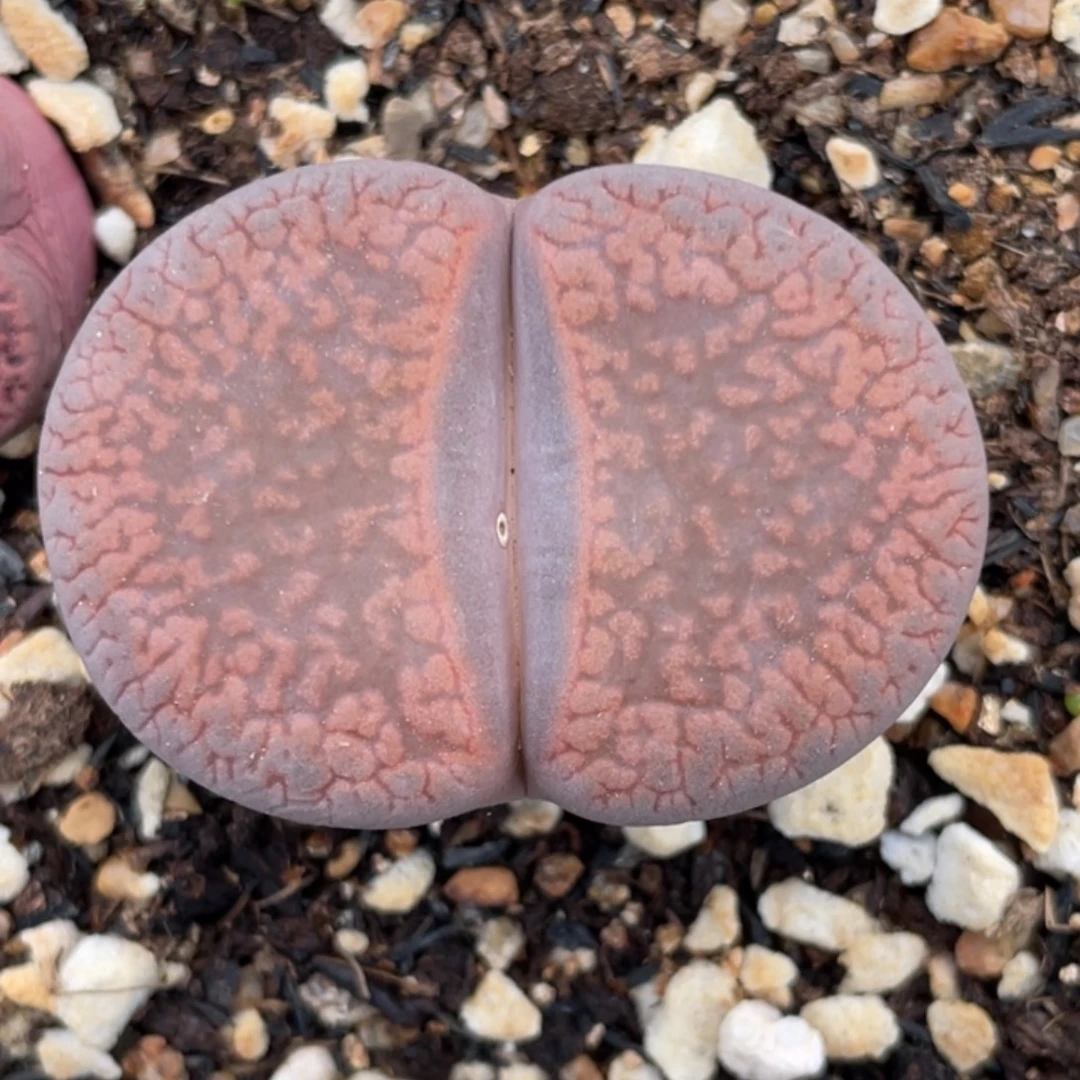 非偏远满20包邮166