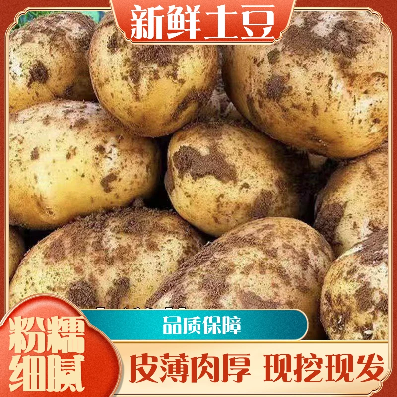 贵州黄心土豆软糯洋芋马铃薯黄心当季蔬菜贵州米拉洋芋米拉品种