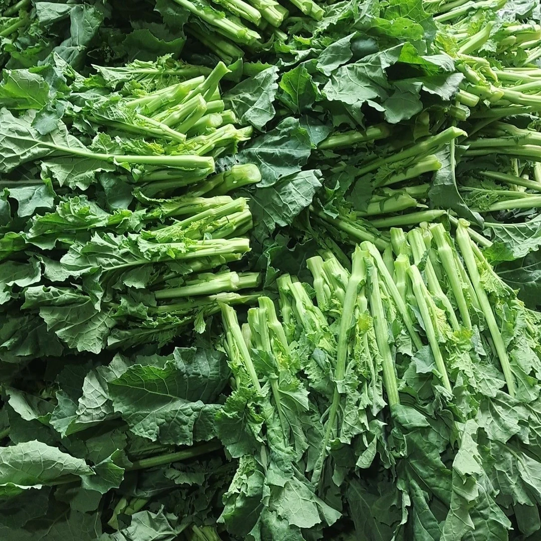 四川乐山新鲜蓝菜苔甜菜苔油菜苔不苦