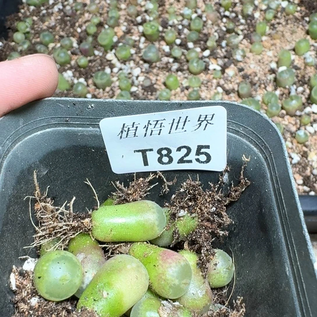 h****x825号的多肉植物哇c