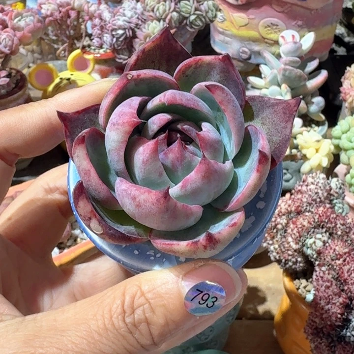 喜*793 多肉含盆土30元除偏远