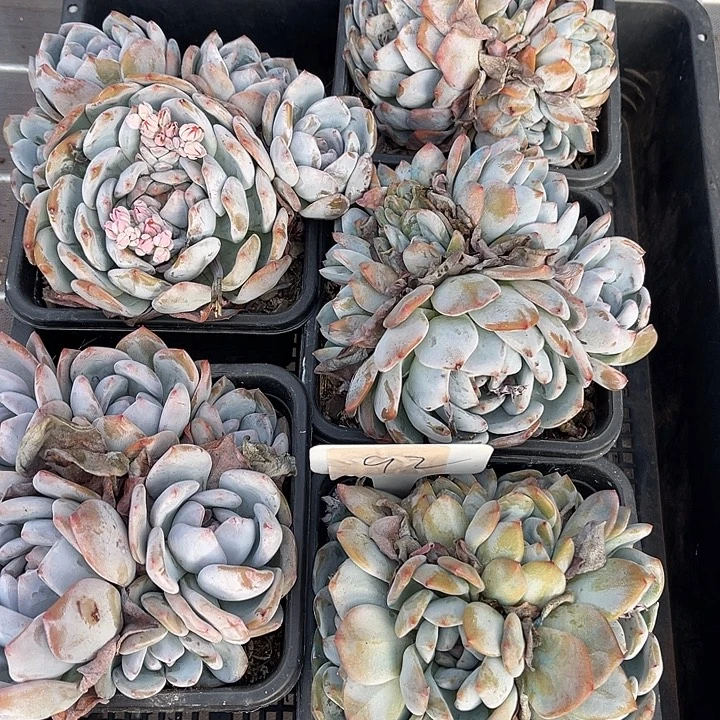 紫皮石榴籽星影92