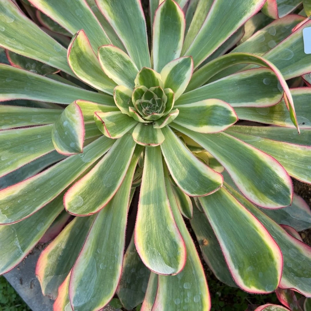 185巫毒白多肉多肉多肉