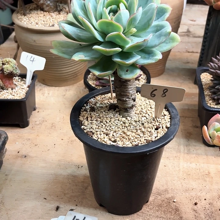 多肉植物，晨露68号