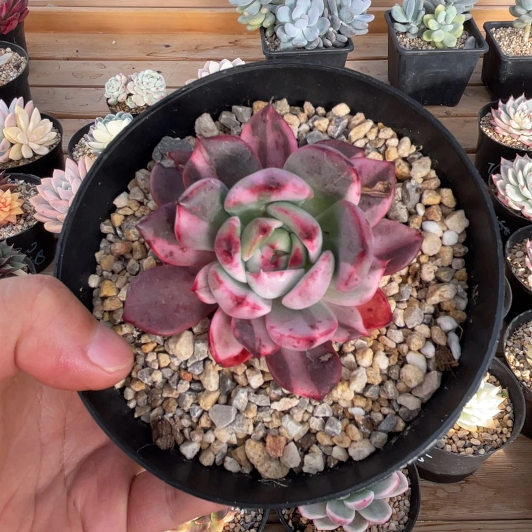 弗朗明戈锦一物一拍