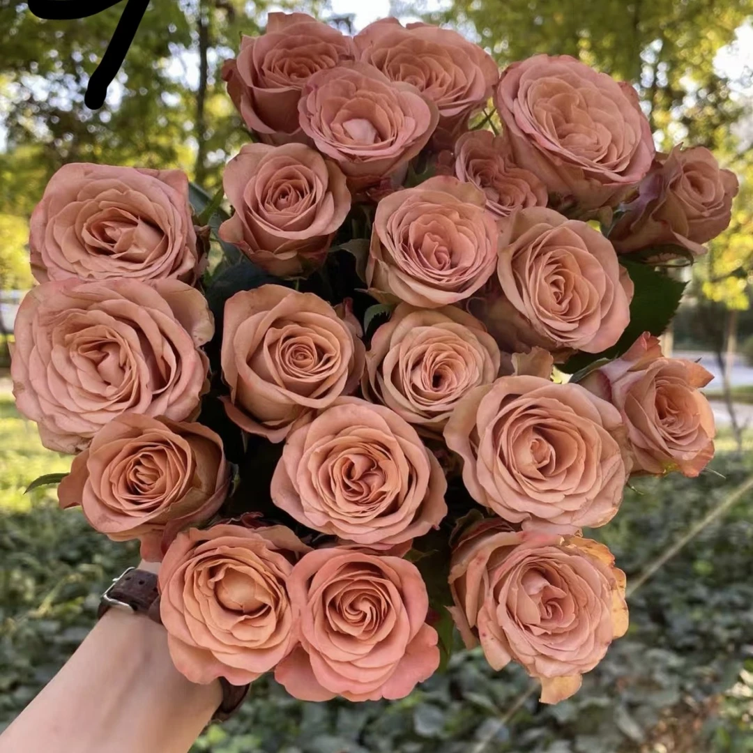 10支新鲜卡布奇诺玫瑰家庭插花  今天下单明天送达两单京东包邮到家  配送范围江浙沪皖*