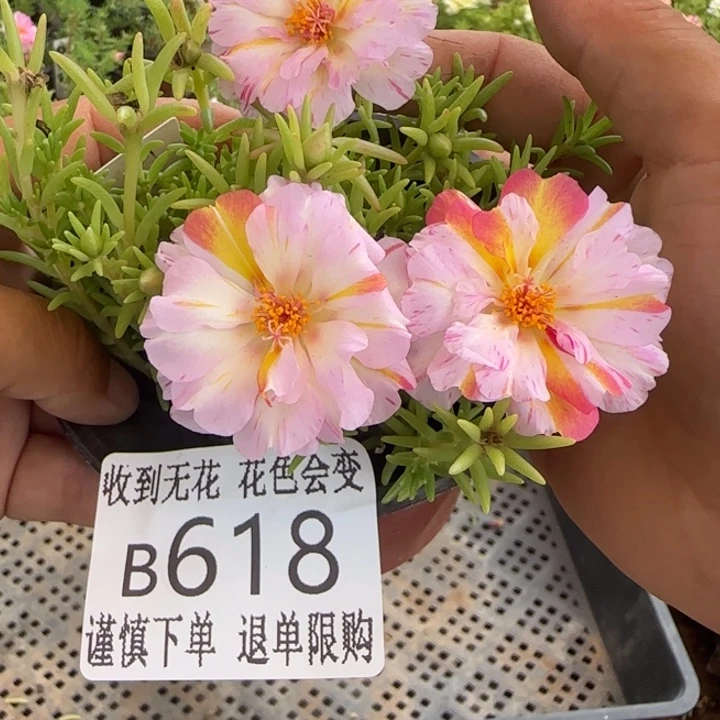 当前无花朵，栽培后可花朵B618超小苗盆口10cm