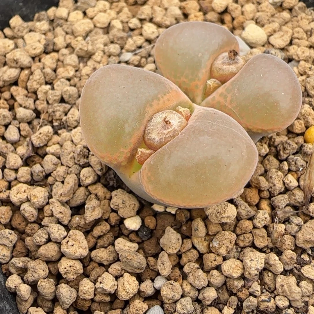 冰***主多肉植物外播肯哈德56号